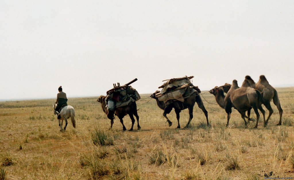 Camel caravan | Discover Gobi desert with Idre's tour in Mongolia. | Image #16/25 | 