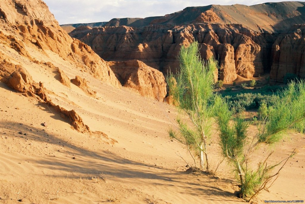 Saxual tree | Discover Gobi desert with Idre's tour in Mongolia. | Image #22/25 | 