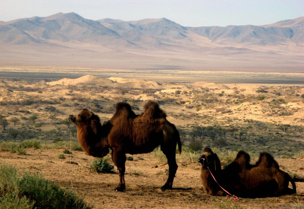 Camels | Discover Gobi desert with Idre's tour in Mongolia. | Image #24/25 | 