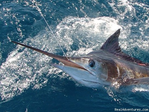 Marlin Fishing-Los Cabos w/ Allure Sportfishing Marlin - Tagged & Released