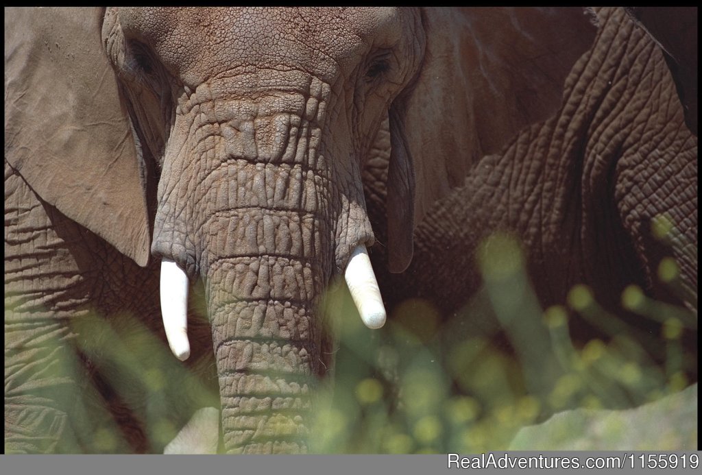 Elephant Murchison Falls National Park | Globetrotters East African Safaris | Kampala, Uganda | Wildlife & Safari Tours | Image #1/3 | 