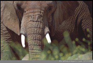 Globetrotters East African Safaris | Kampala, Uganda | Wildlife & Safari Tours
