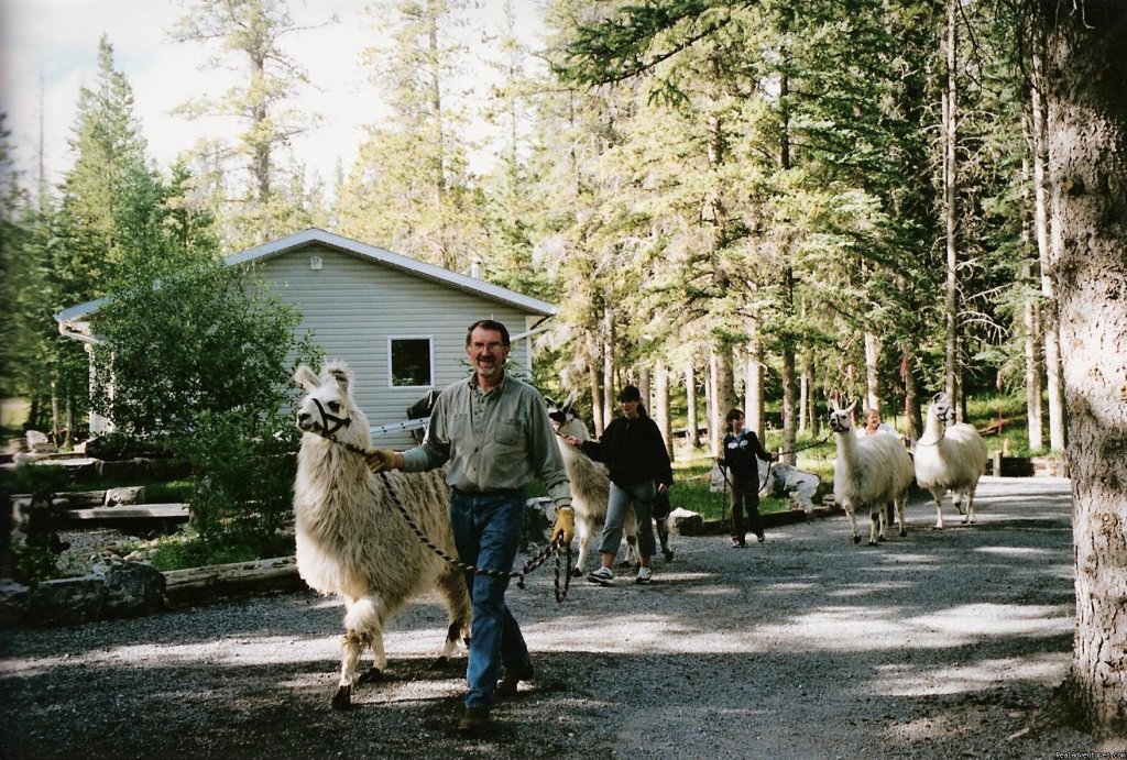 Walking the llamas | Cheechako Cabins, your Rocky Mountain Getaway | Image #3/8 | 