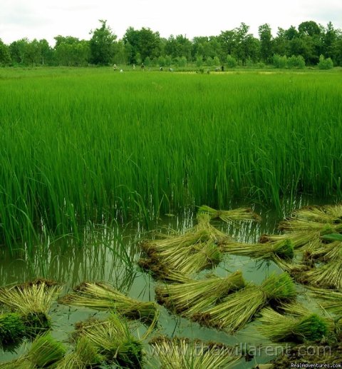 Rice fields at Green Gecko
