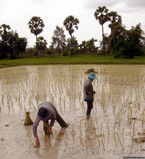 Helping to plant rice