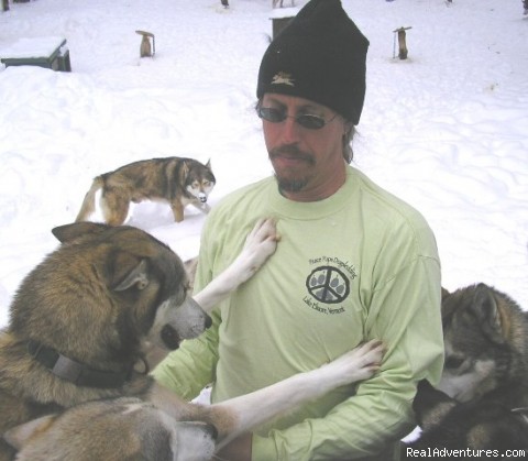 Vermont Dog Powered Sports Activities Sled Dogs in Yard