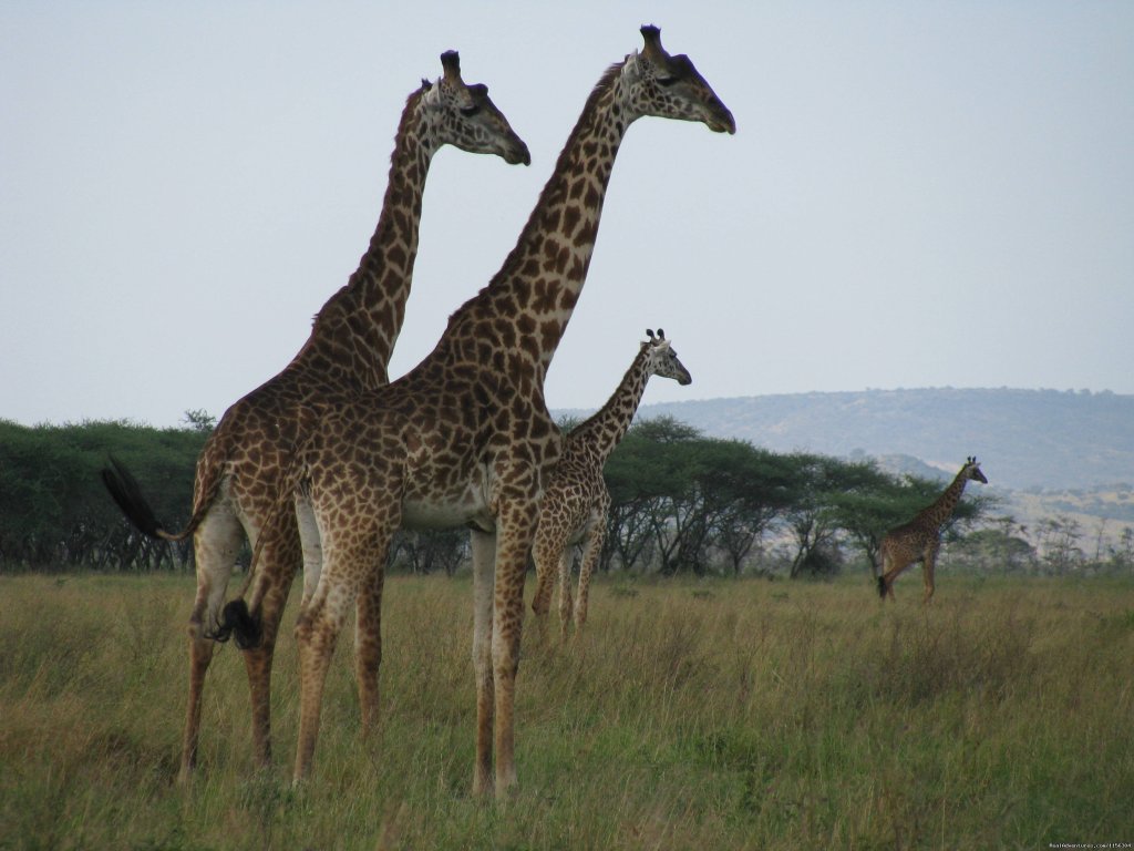 Tanzania Safari - Serengeti & Ngorongoro Crater | Image #3/4 | 