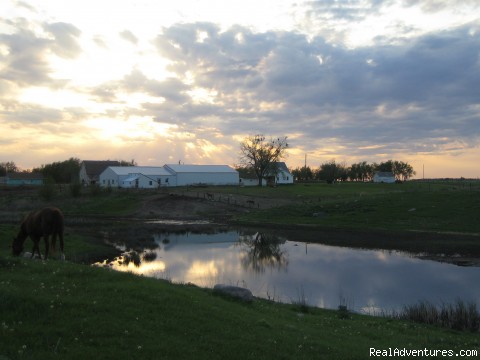 Corporate retreats, all inclusive lodging, wild ringneck pheasant hunting, Corporate retreats, all inclusive lodging, wild ringneck pheasant hunting,