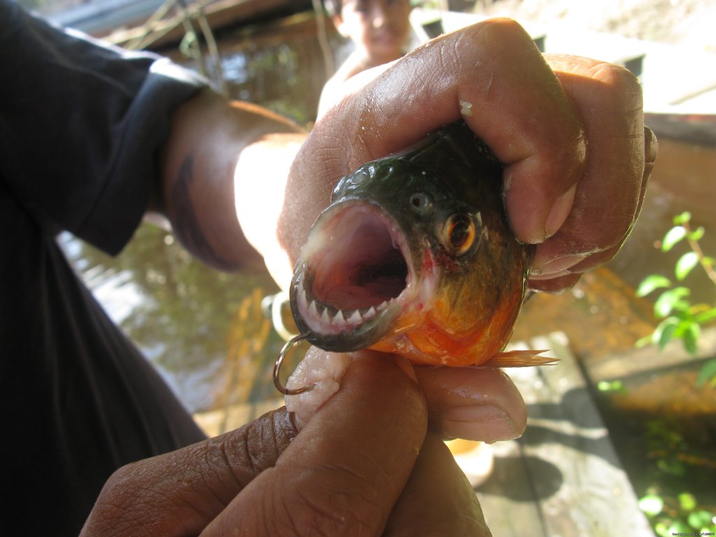 the Piranhas. | Brazil Manaus Amazon Jungle Tours | Manaus, Brazil | Eco Tours | Image #1/10 | 