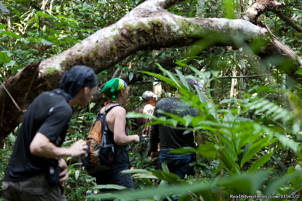 great trekking | Brazil Manaus Amazon Jungle Tours | Image #4/10 | 