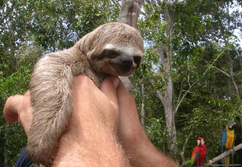 the cute sloth.