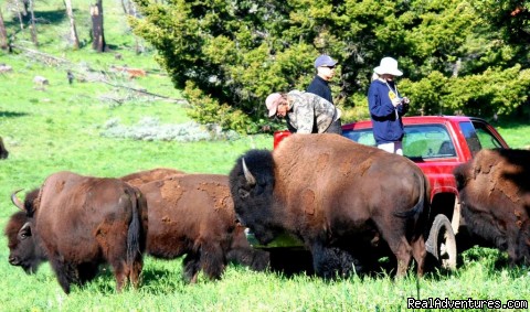Bison Quest bison and wildlife adventure vacations Photo