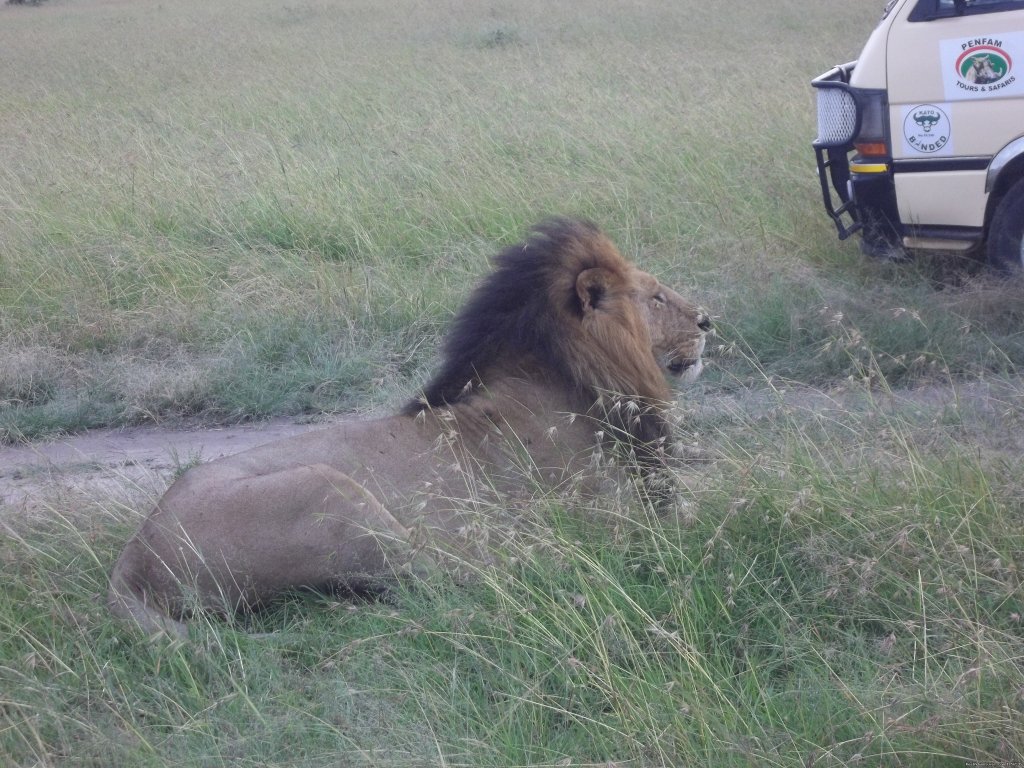 Adventure Penfam tours Kenya-Tanzania Safaris | Image #11/19 | 