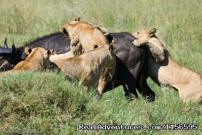 Adventure Penfam tours Kenya-Tanzania Safaris | Image #12/19 | 
