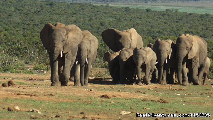 Adventure Penfam tours Kenya-Tanzania Safaris | Image #18/19 | 