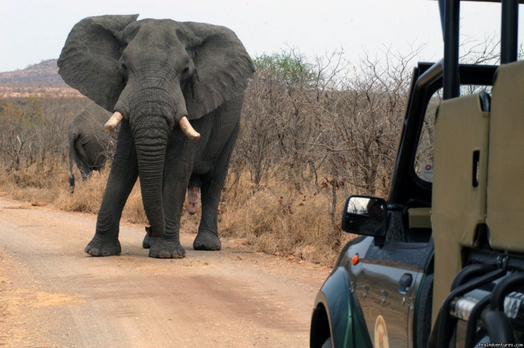Clients | Nhongo Safaris (kruger National Park Safaris) | Kruger Park, South Africa | Wildlife & Safari Tours | Image #1/24 | 