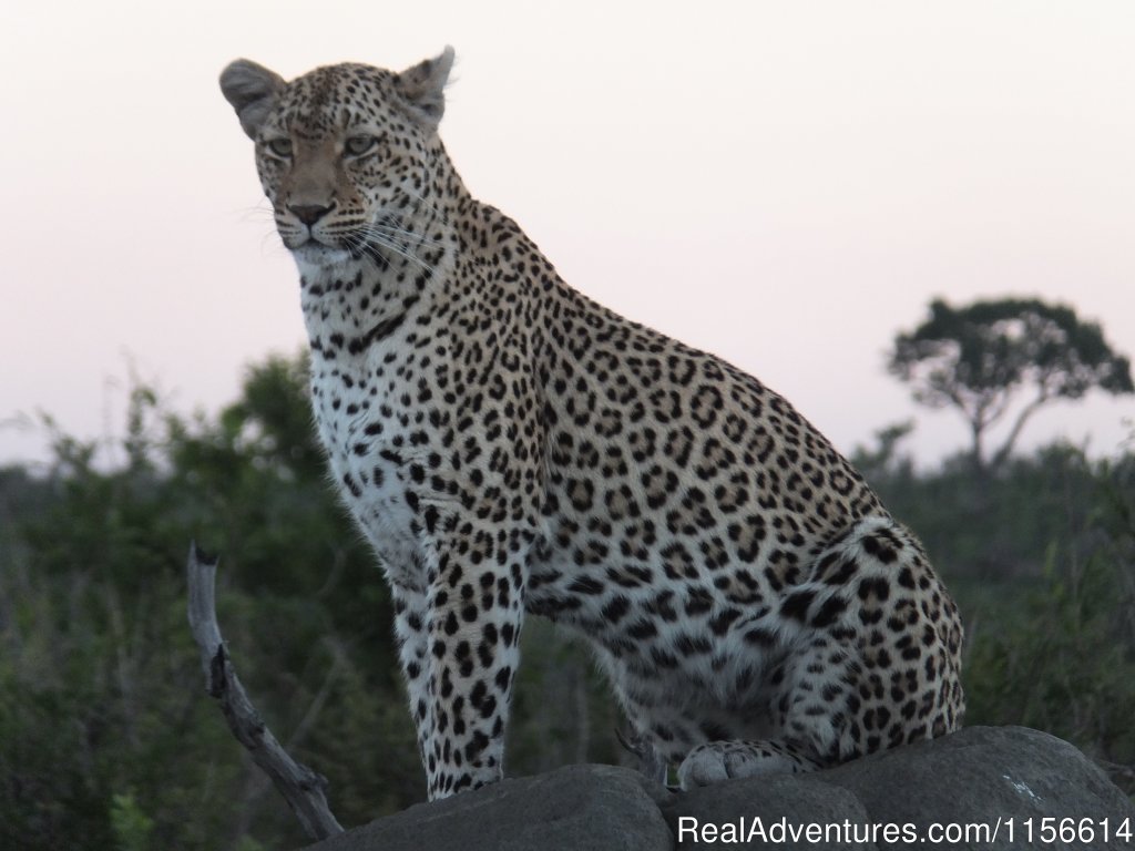 Steenbok | Nhongo Safaris (kruger National Park Safaris) | Image #4/24 | 
