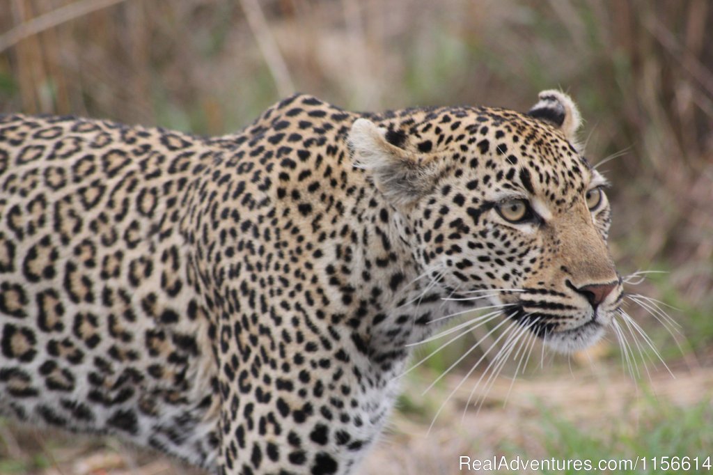 Kruger National Park | Nhongo Safaris (kruger National Park Safaris) | Image #8/24 | 