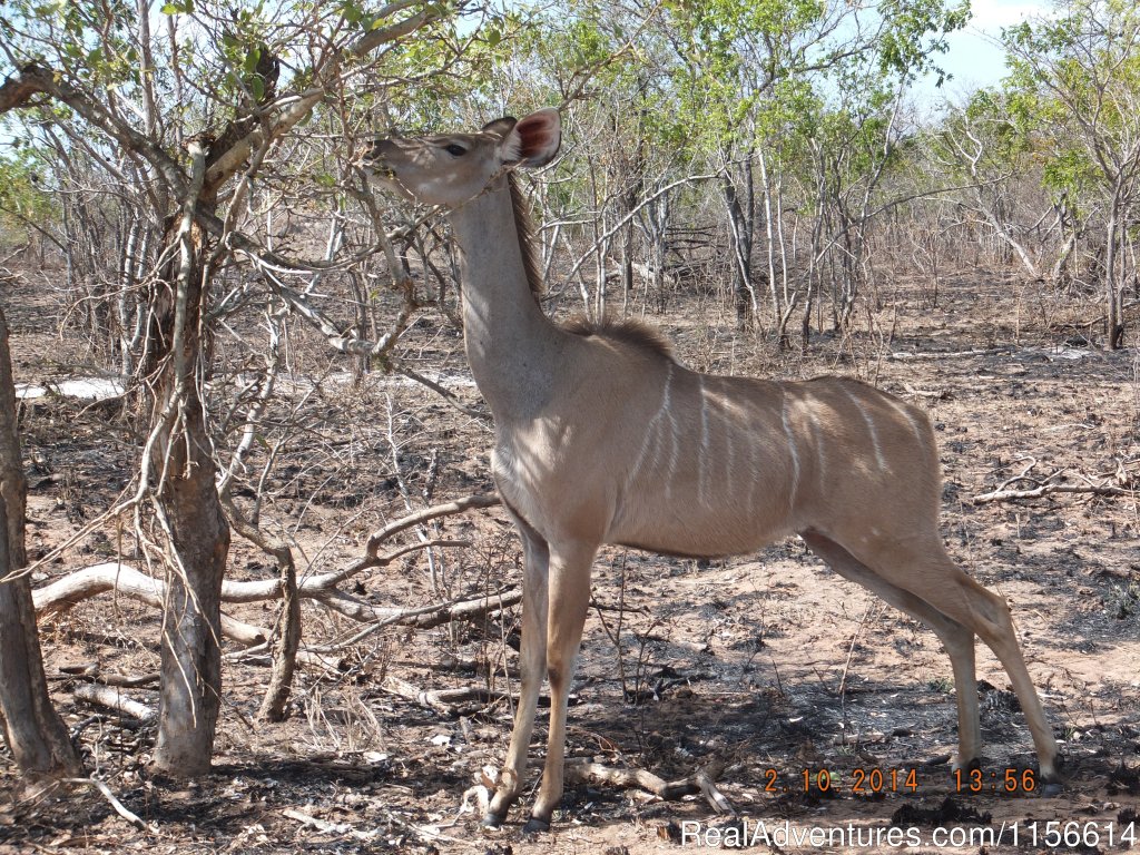 Wild Dog | Nhongo Safaris (kruger National Park Safaris) | Image #13/24 | 