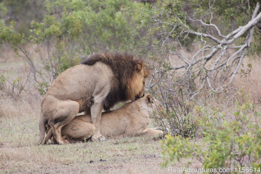 Cheetah | Nhongo Safaris (kruger National Park Safaris) | Image #17/24 | 