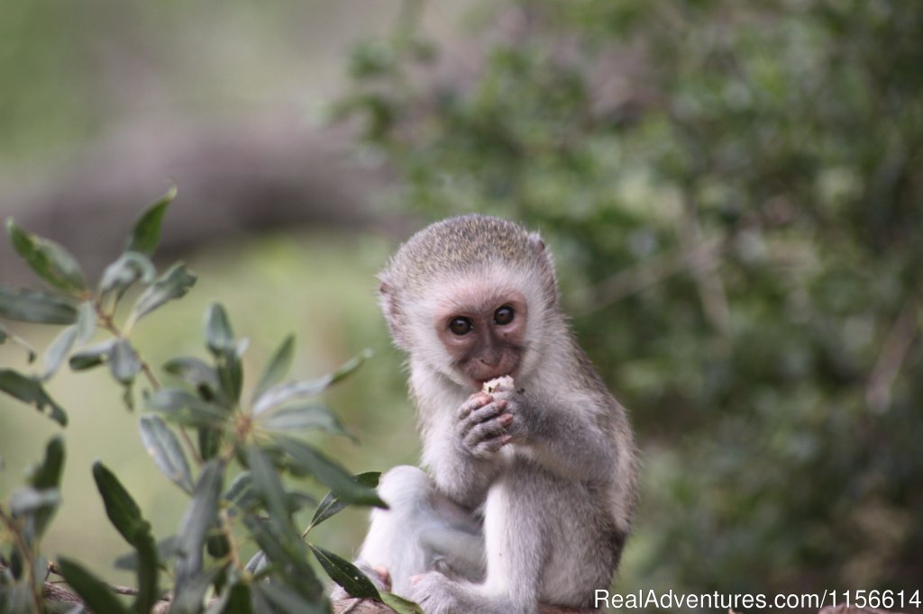 Vervet Monkey | Nhongo Safaris (kruger National Park Safaris) | Image #23/24 | 