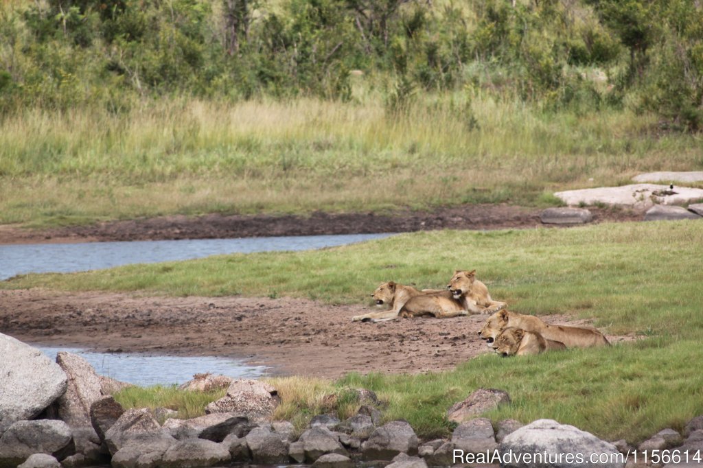 Lions | Nhongo Safaris (kruger National Park Safaris) | Image #24/24 | 