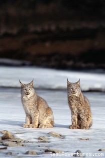 Boreal Lakeland Eco-tour Photo