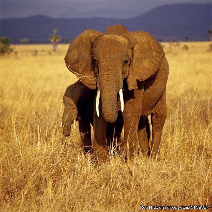 Easy Safari | Romantic Kenya in Villa comfort and luxury | Image #17/22 | 