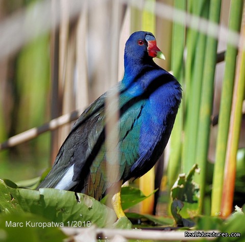Birding, Eco and Kayak Tours in Central Florida Purple Gallinule photo from Marc's CFNA Photography Tour