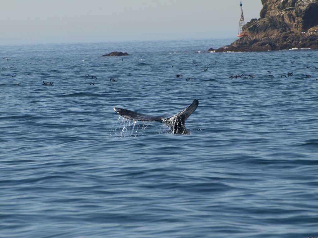  WHALE TAILS | San Francisco whale tours | Image #3/19 | 
