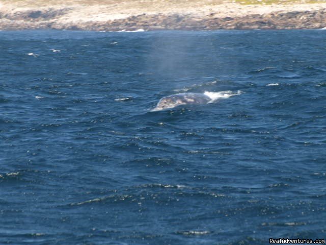 Blow | San Francisco whale tours | Image #6/19 | 