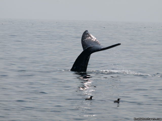 Wow | San Francisco whale tours | Image #8/19 | 