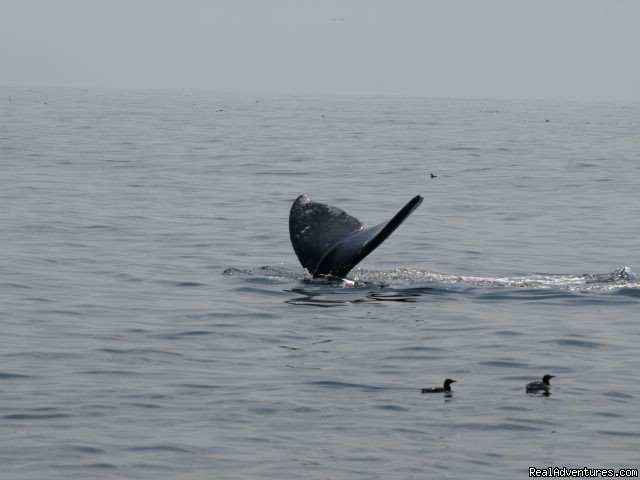 San Francisco whale tours | Image #12/19 | 