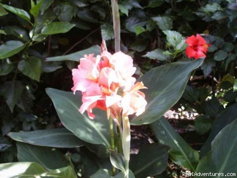 Women's Retreat Maui Hawaii: An Iris