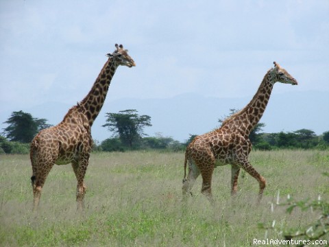 wildlife Safari Adventures: Giraffes in the wild: kenya kenya wildlife 