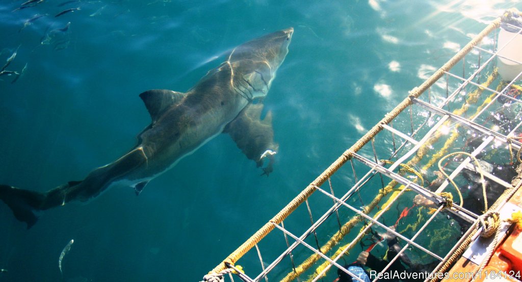 Great White infront of Divers | Shark Cage Diving in South Africa | Image #3/8 | 