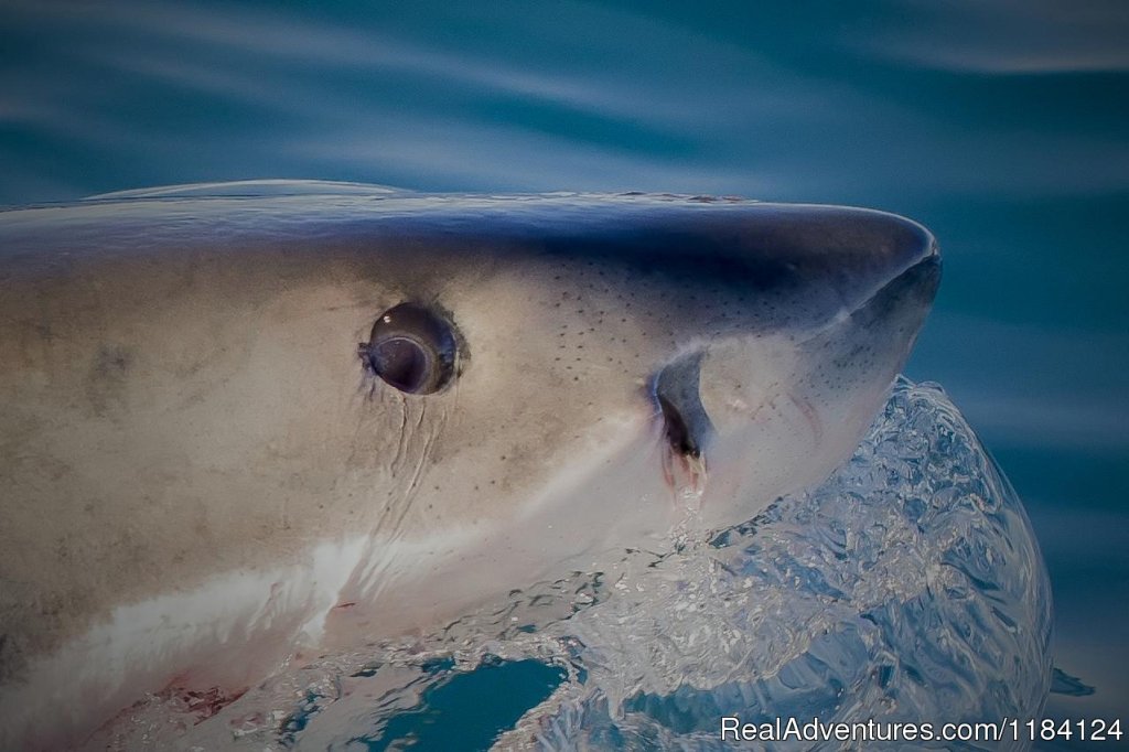 Great White Shark Close Up | Shark Cage Diving in South Africa | Image #4/8 | 
