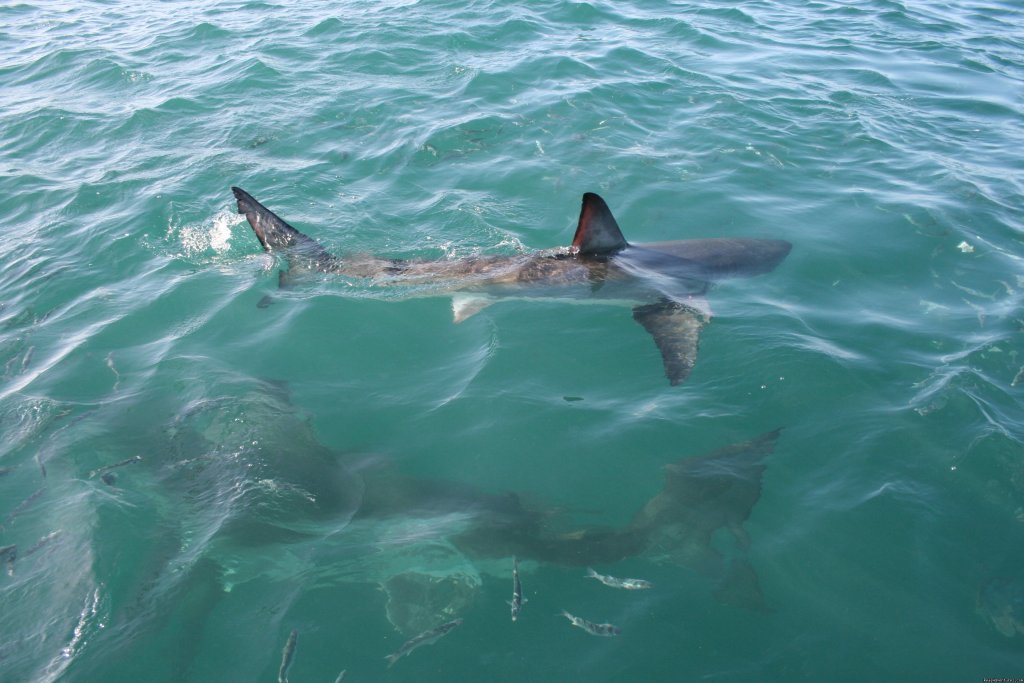 2 Sharks around the boat | Shark Cage Diving in South Africa | Image #8/8 | 