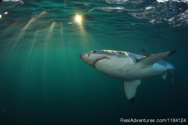 Shark Cage Diving in South Africa Photo
