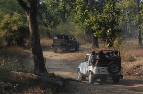 Jeep safari in national park
