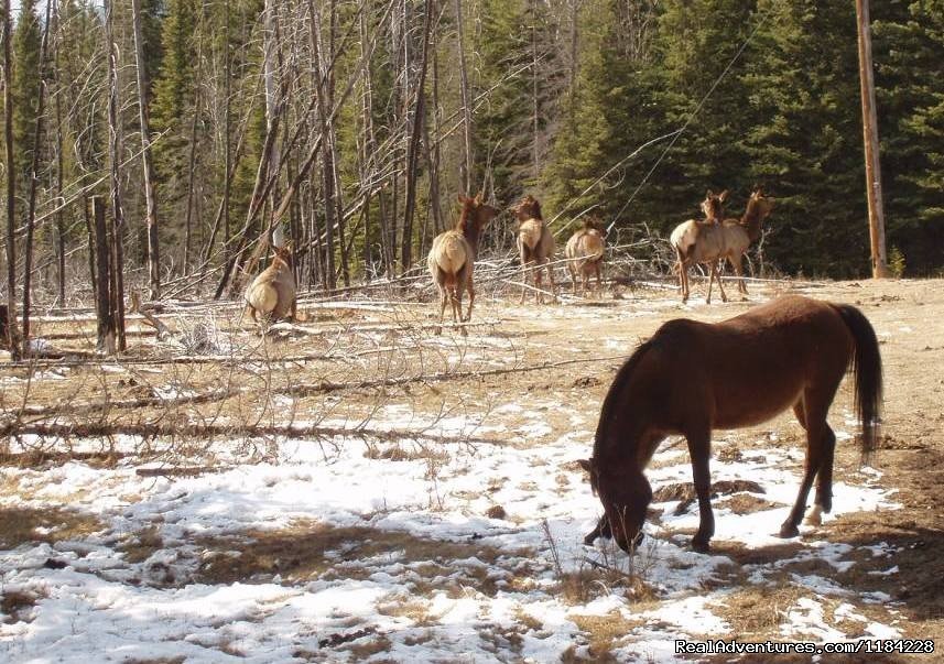 Rocky Mounatin Elk | Old Entrance Cabins & Trail Rides Near Jasper Park | Image #9/12 | 
