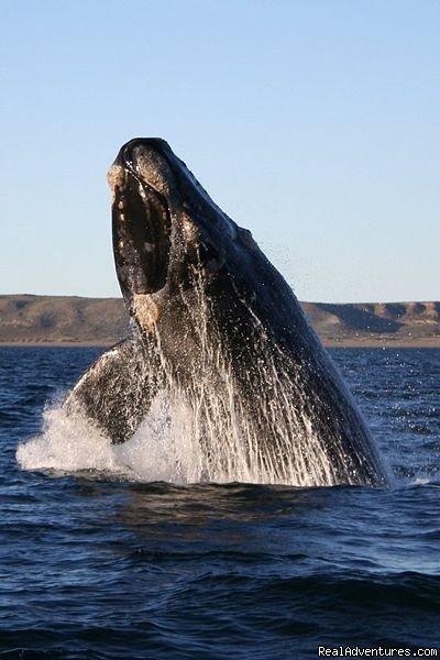 Breeching whale | Whale watching the easy way | Hermanus, South Africa | Articles | Image #1/1 | 