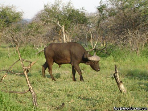 game drives | Matulutulu tours and travel | Image #5/8 | 
