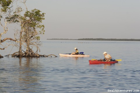 National Wildlife Refuge Kayak & Boat Tours red mangrove point usually has spotted eagle rays