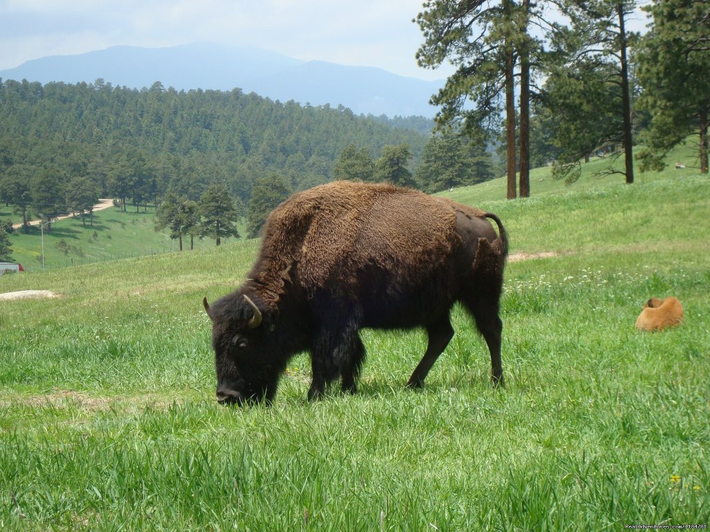 Do Not Miss Buffalo Herd Overlook On The Way To The Cabin | Mt Evans Cabin, Hot Springs & Historic Town | Image #20/24 | 