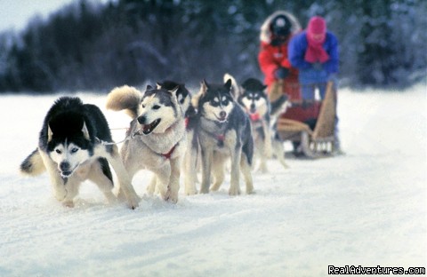 Algonquin Dog Sled Adventures Photo