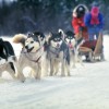 Ontario Vacations - Algonquin Dog Sled Adventures