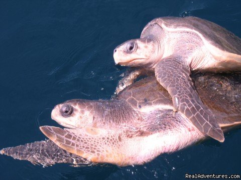 mating turtles are often spotted in season | Deep Blue Diving, Costa Rica, Playas Del Coco | Image #4/7 | 
