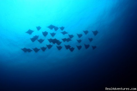 Devil rays flying at the Catalina Islands | Deep Blue Diving, Costa Rica, Playas Del Coco | Image #5/7 | 
