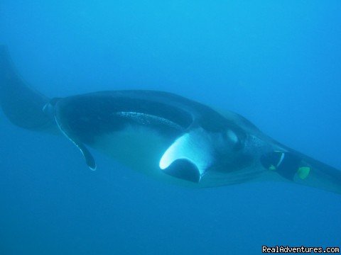 Manta ray 20ft wide! | Deep Blue Diving, Costa Rica, Playas Del Coco | Image #2/7 | 